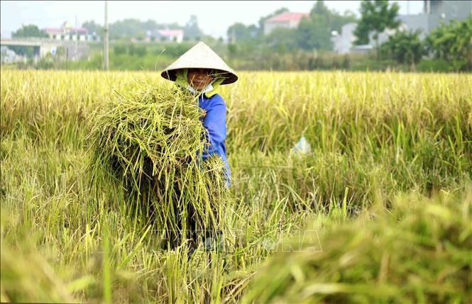 Không vay được tín dụng, nông dân phải mua thiếu vật tư nông nghiệp từ HTX.